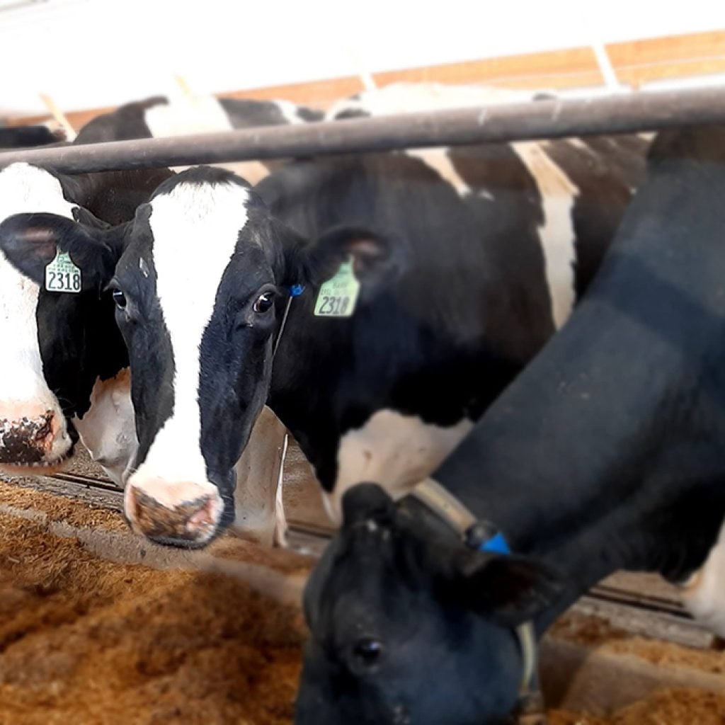 Dairy Feed – HersheyAG
